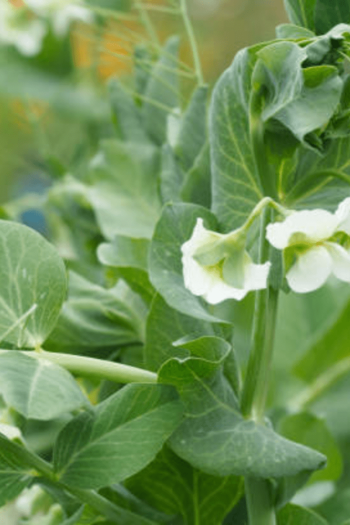 Image illustrates green garden peas.