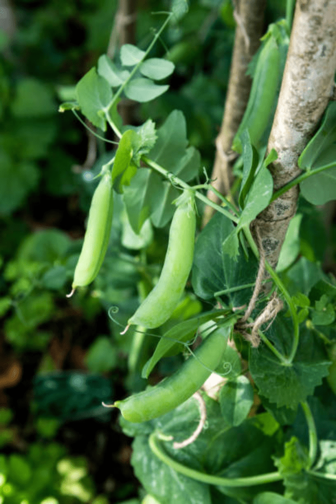 Image illustrates green garden peas.