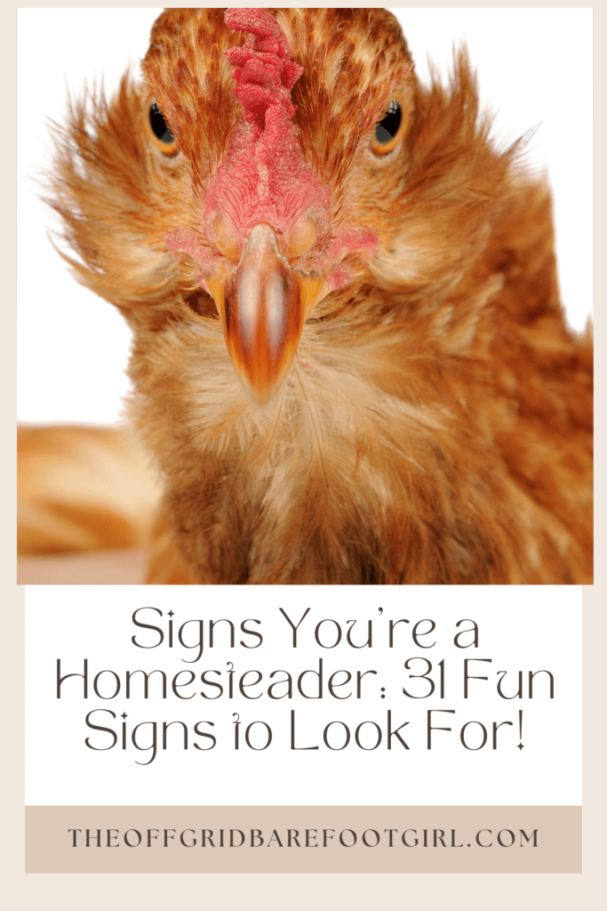Image illustrates a Pinterest pin of a close up of a chicken face for signs you're a homesteader.