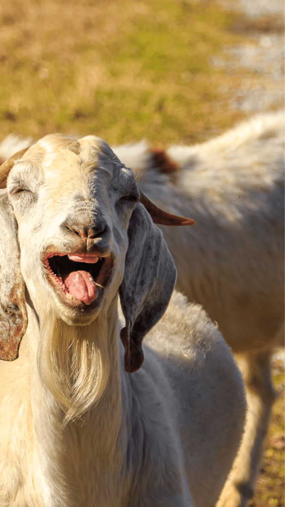 Image illustrates a laughing goat for signs you're a homesteader.