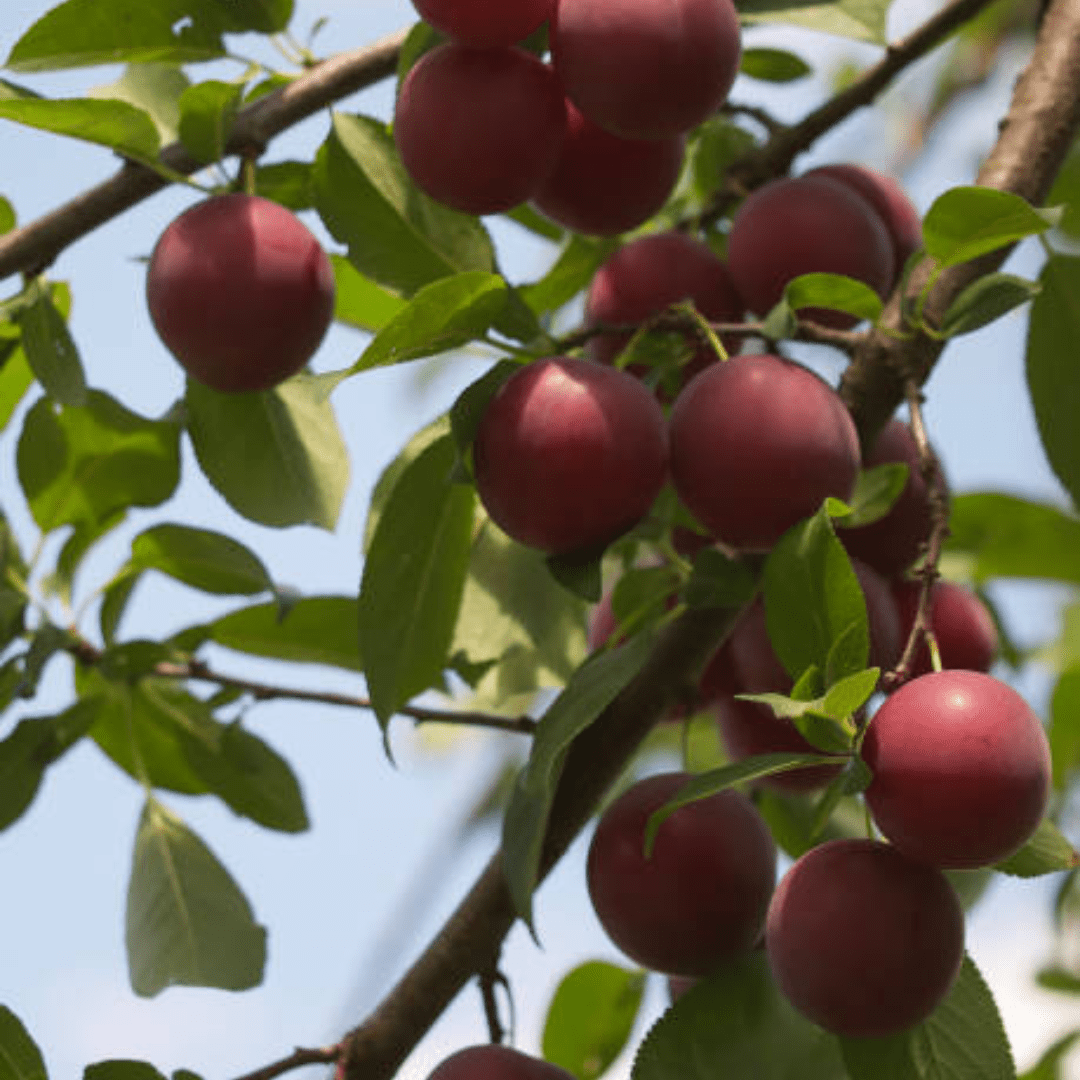 All About Cherry Plum Trees: Ultimate Guide