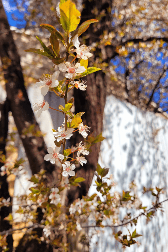 Image illustrates cherry plum trees. 