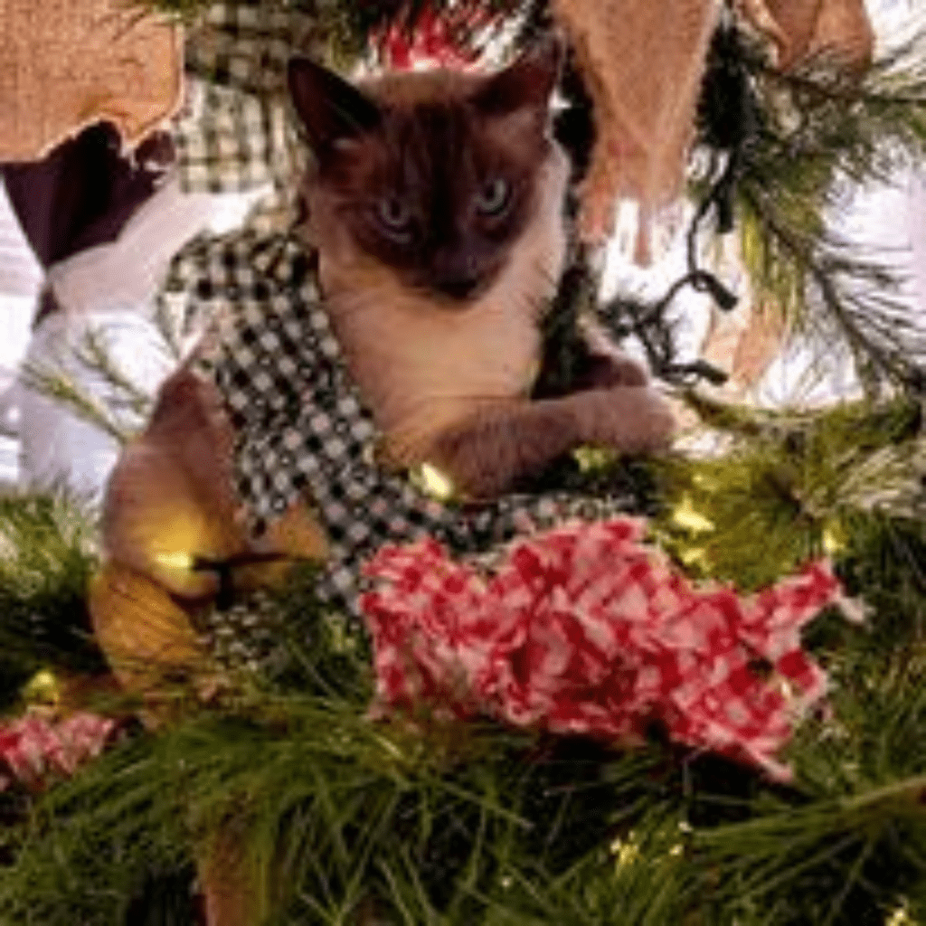Image illustrates a cat in a Christmas tree. 
