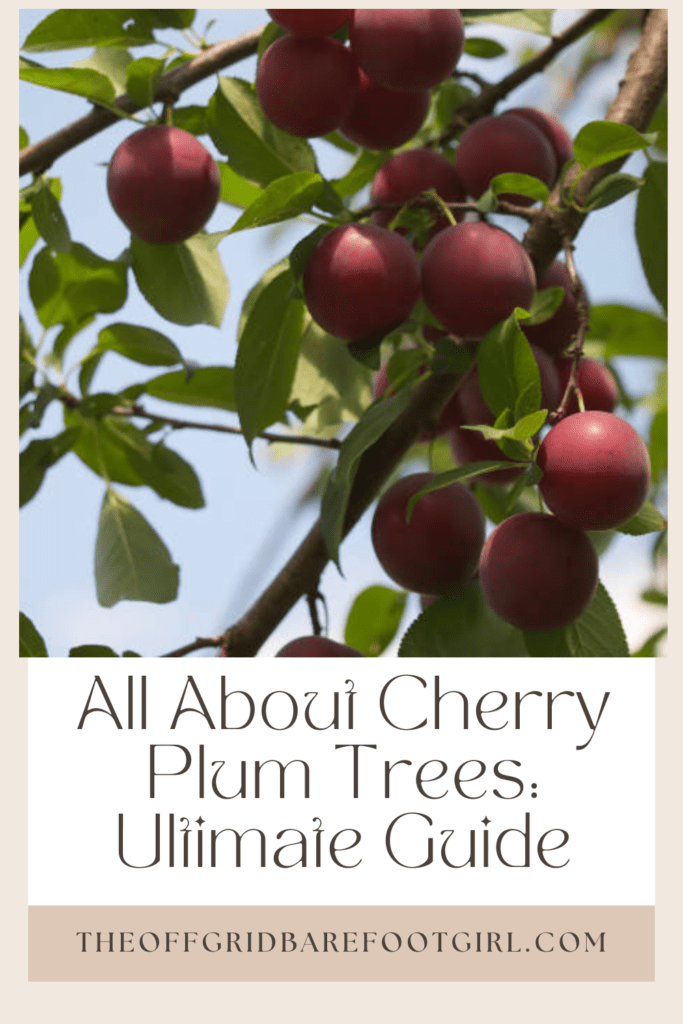 Image illustrates a Pinterest pin of cherry plum trees. 