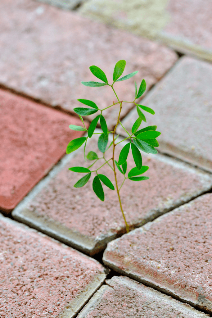 Image illustrates thriving in adversity.