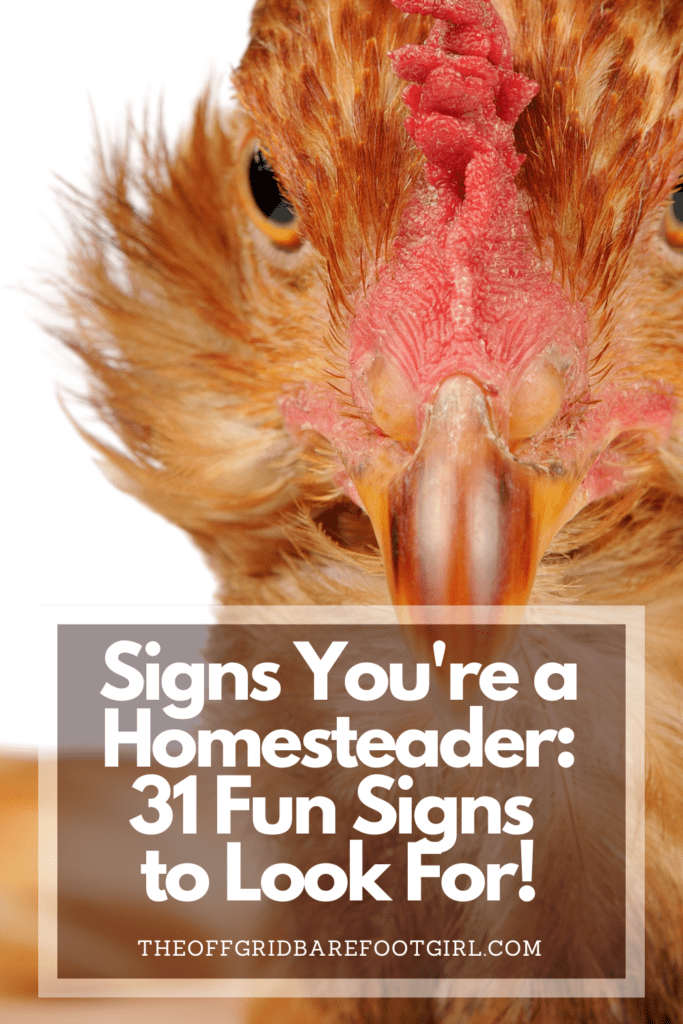 Image illustrates a Pinterest pin of a close up of a chicken face for signs you're a homesteader.