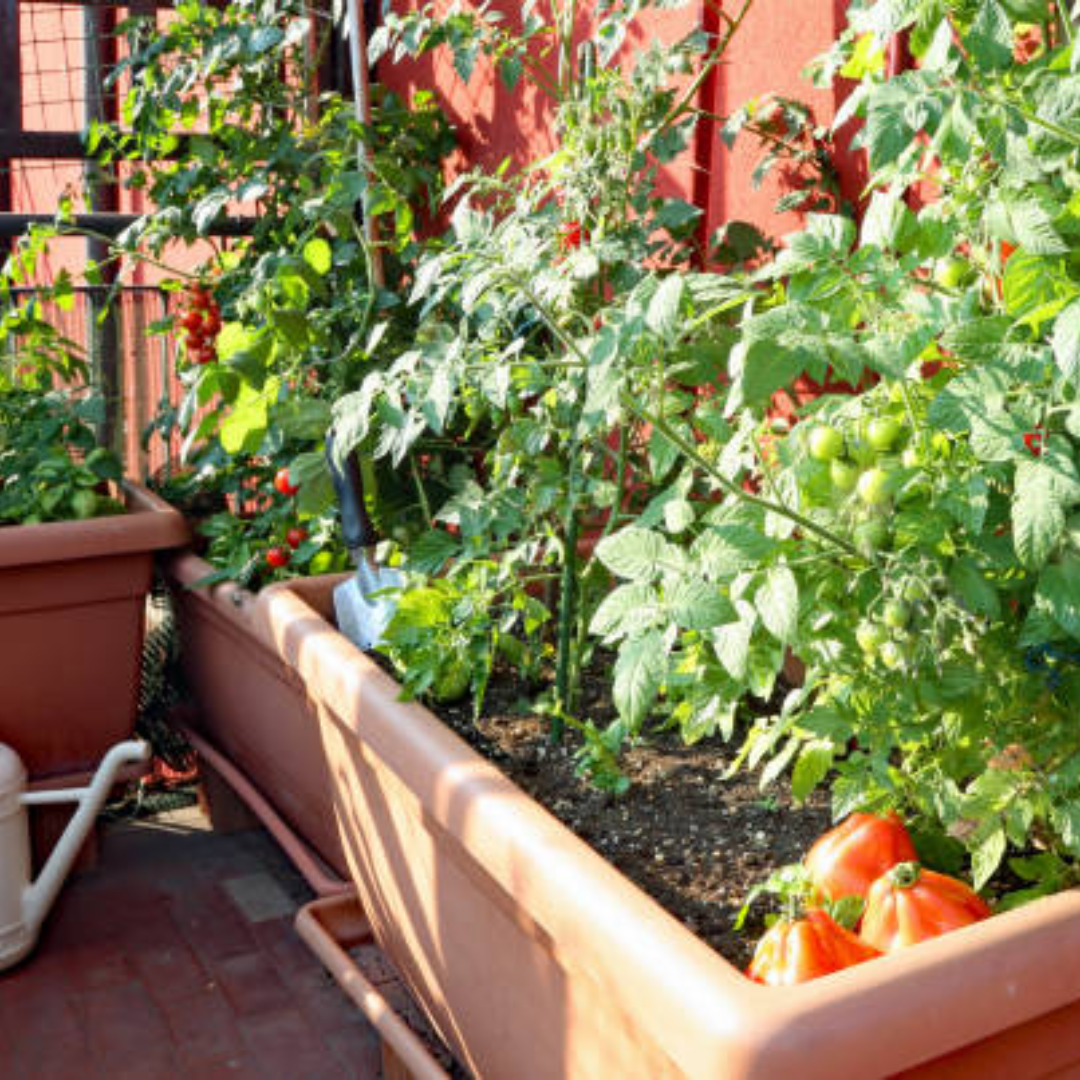 Image illustrates a garden on a patio demonstrating apartment homesteading.