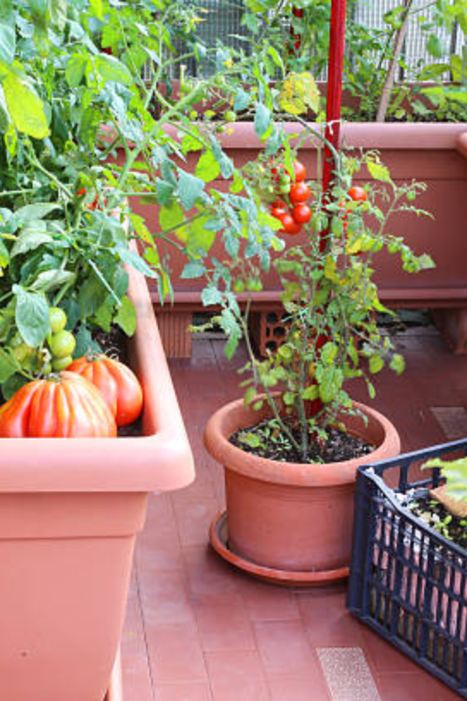 Image illustrates apartment homesteading.