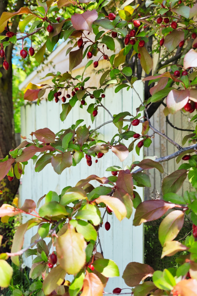 Image illustrates cherry plum trees. 