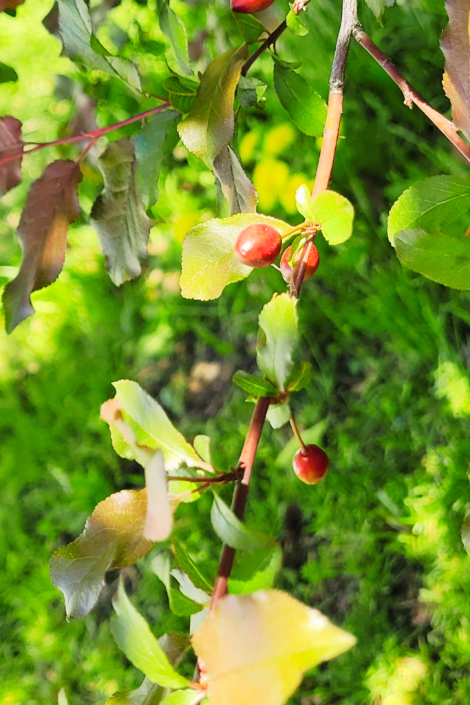 Image illustrates cherry plum trees. 