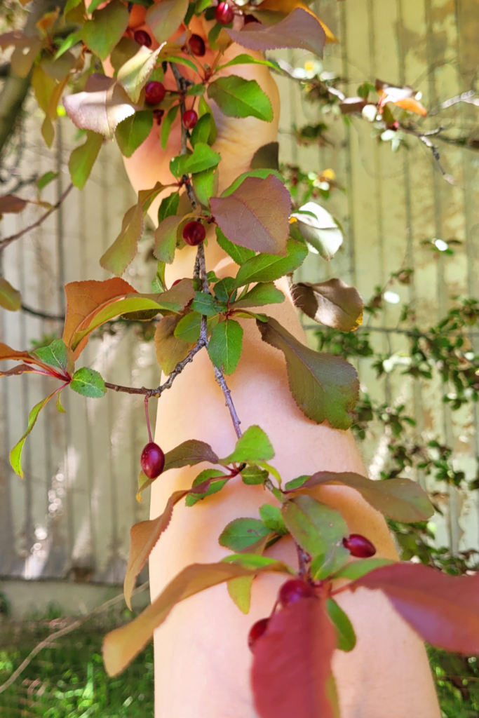 Image illustrates cherry plum trees. 