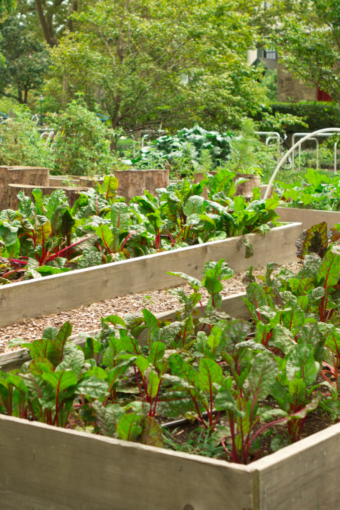 Image illustrates urban homesteading. 