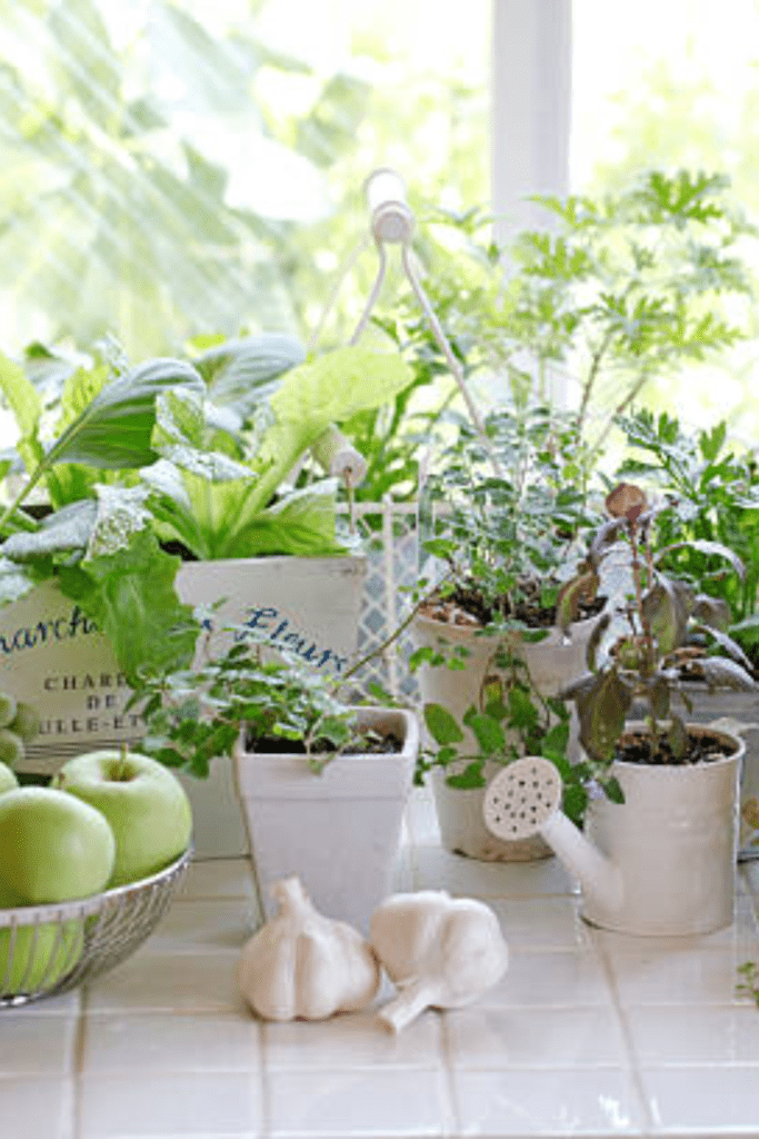 Image illustrates a window garden for apartment homesteading.