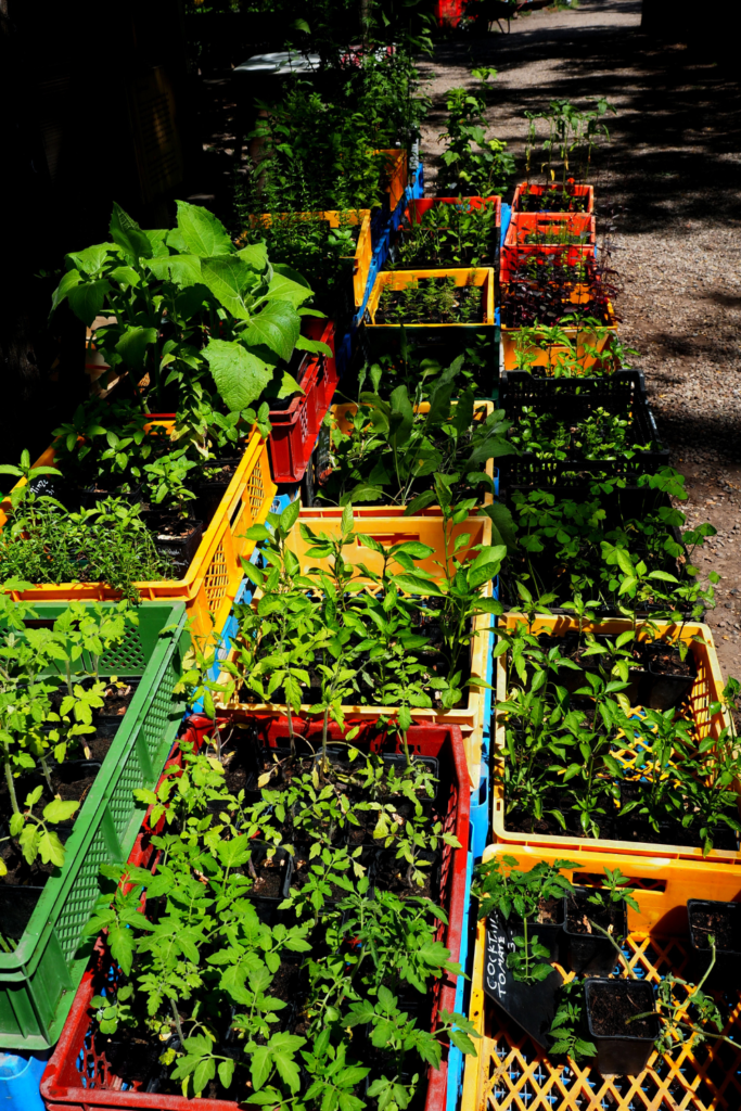 Image illustrates plants in crates. 