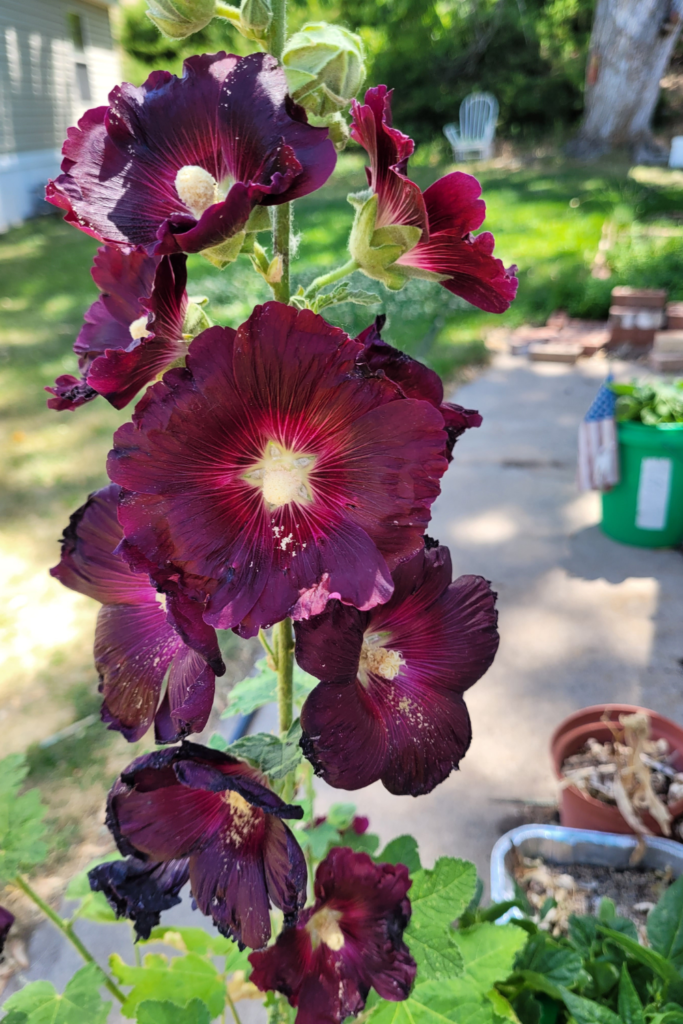 Image illustrates hollyhocks.