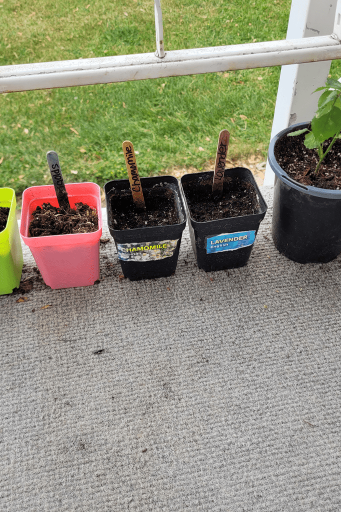 Image illustrates seed starting.