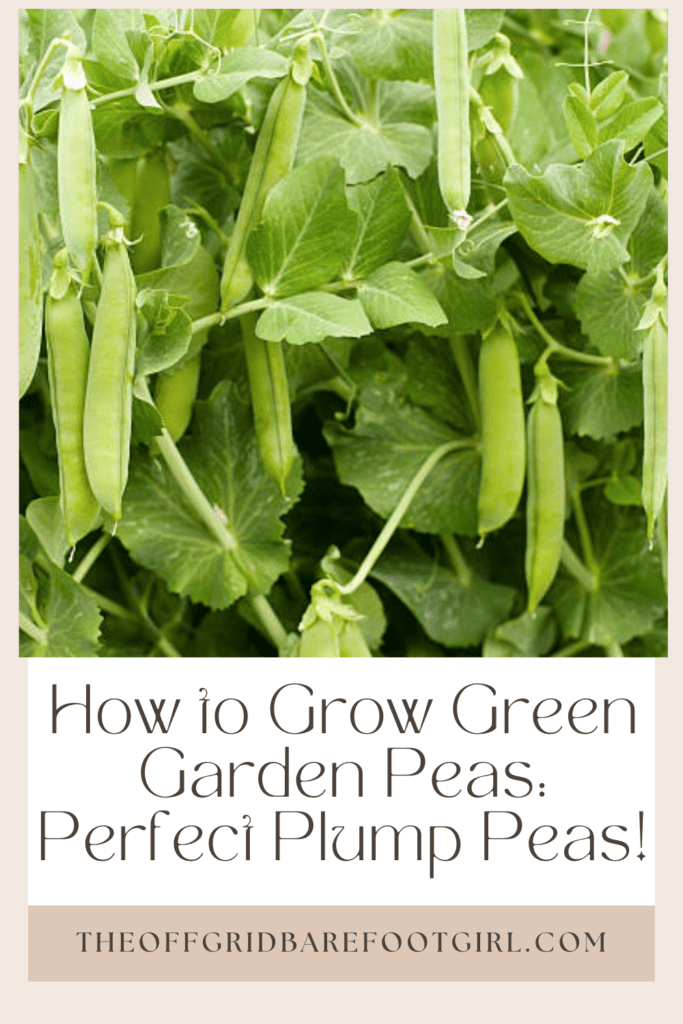 Image illustrates a Pinterest pin of green garden peas. 