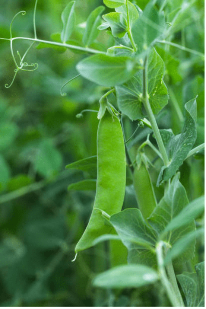Image illustrates green garden peas.