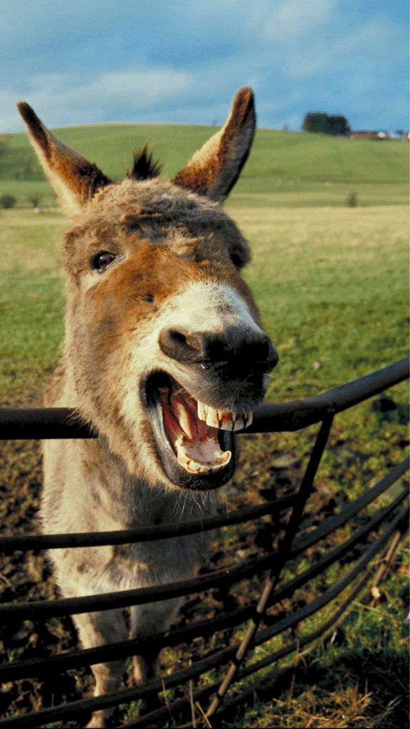 Image illustrates a laughing donkey for signs you're a homesteader.