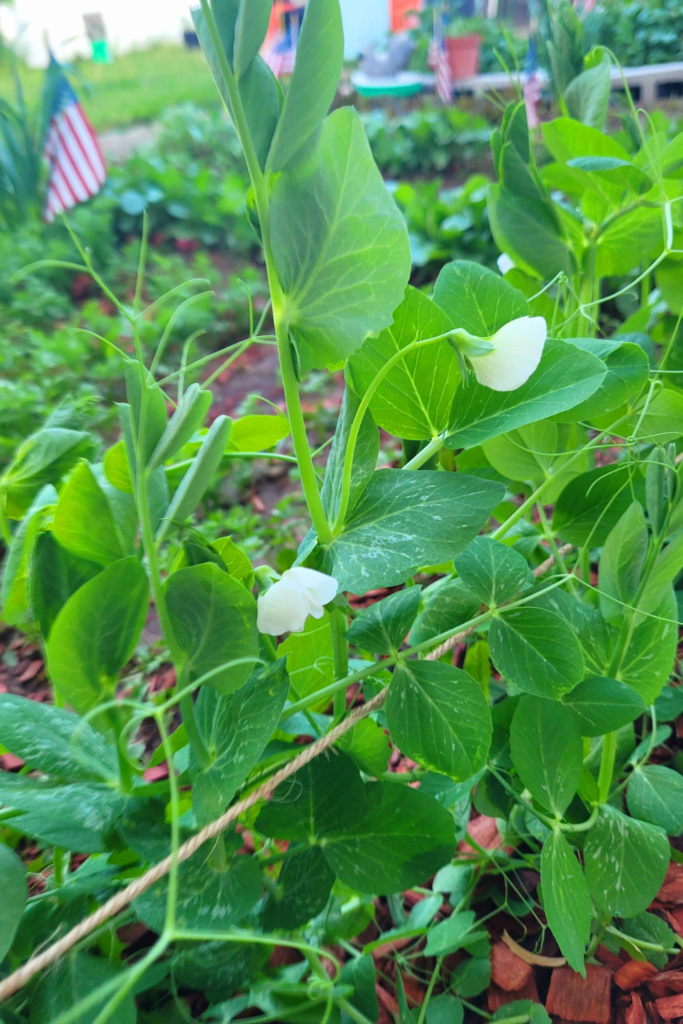 Image illustrates green garden peas.