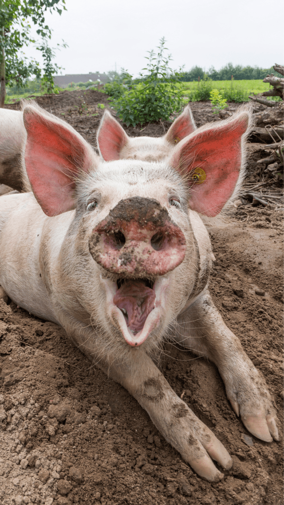 Image illustrates a laughing pig for signs you're a homesteader.