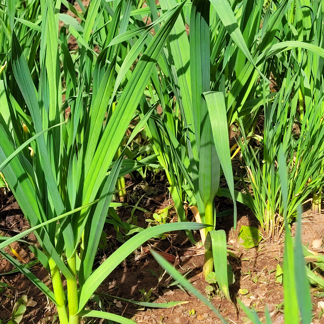 Image illustrates how to grow garlic.