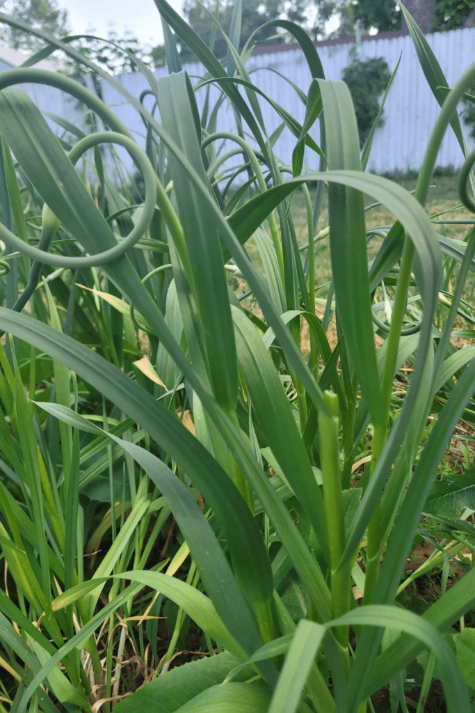 Image illustrates garlic scapes.