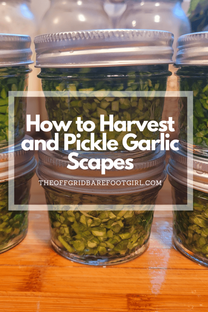 Image illustrates a Pinterest pin of pickled garlic scapes.