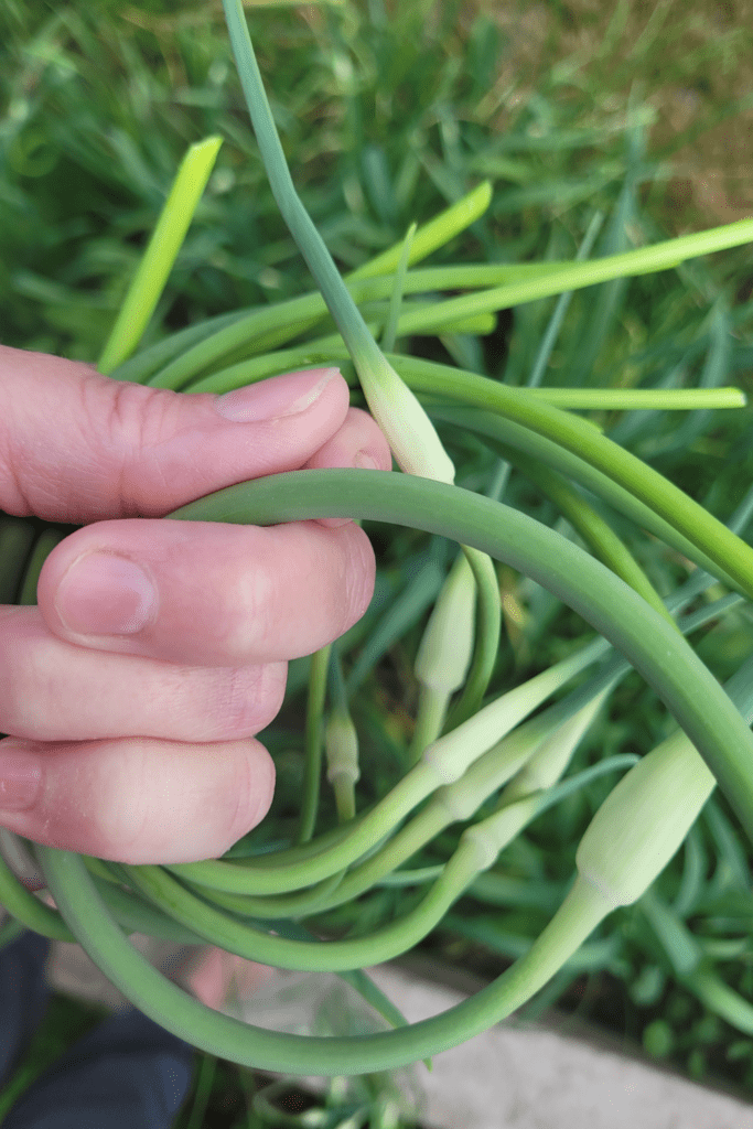 Image illustrates garlic scapes.
