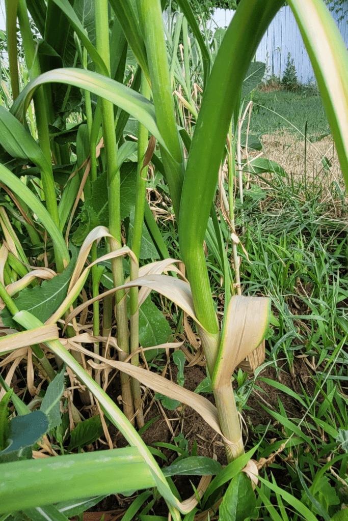 Image illustrates how to grow garlic and signs of harvesting.