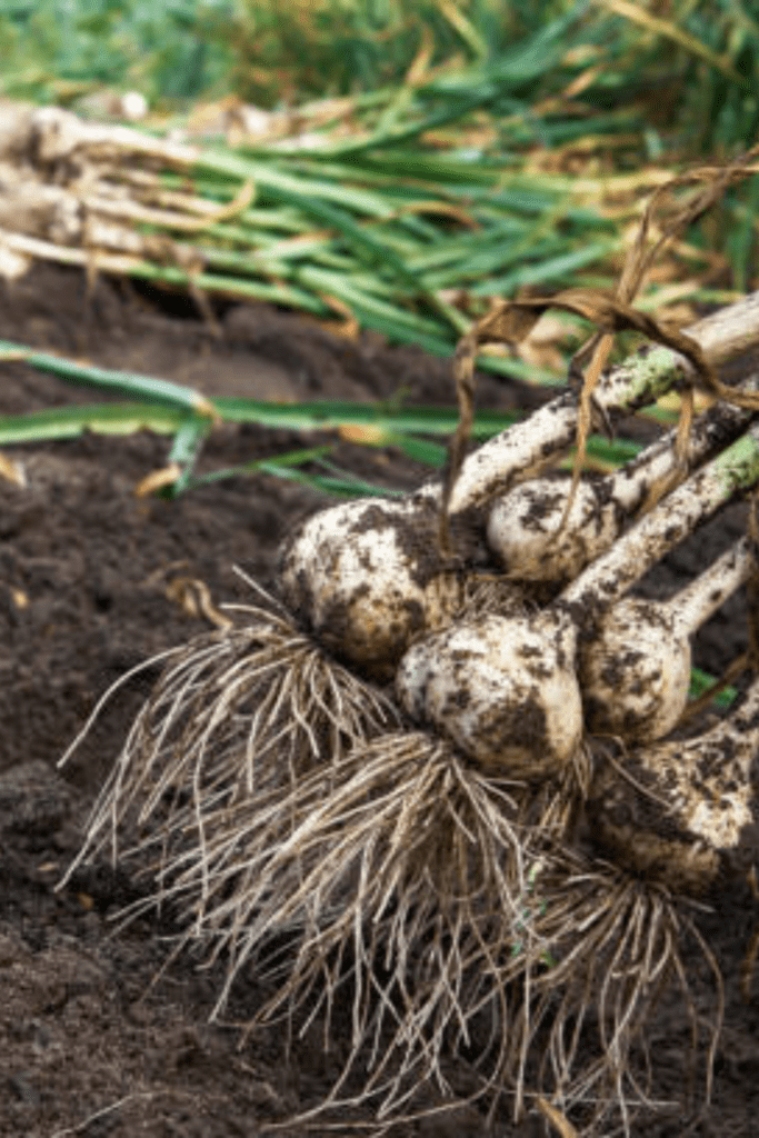 Image illustrates how to grow garlic and harvested garlic.