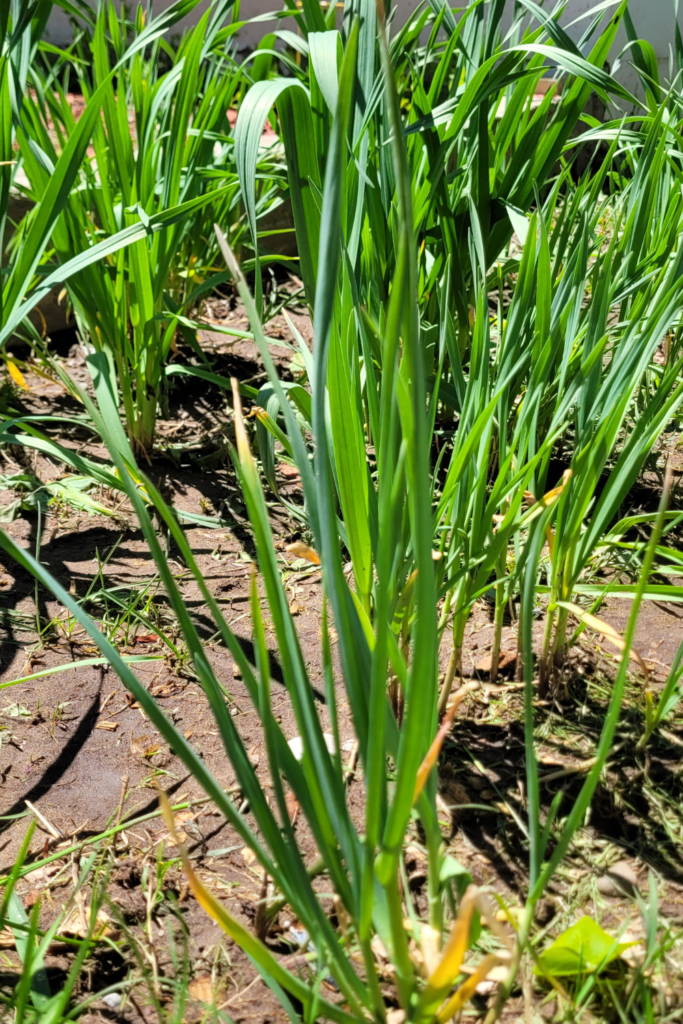 Image illustrates how to grow garlic.