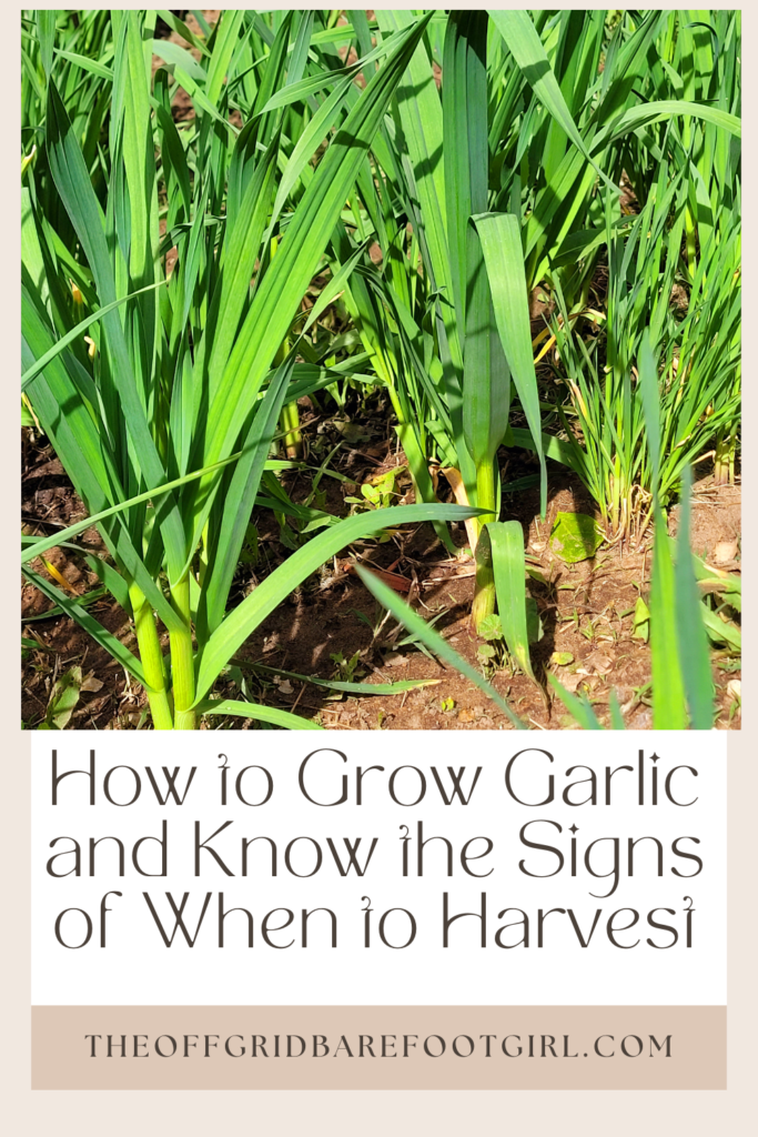 Image illustrates a Pinterest pin of how to grow garlic.