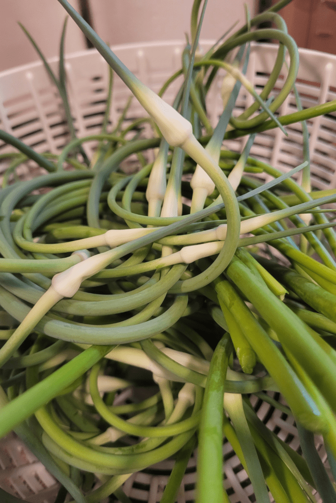 Image illustrates garlic scapes.