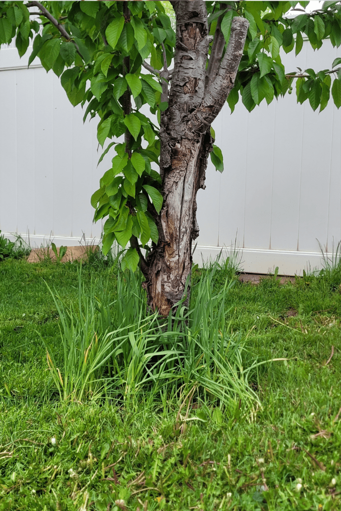 Image illustrates garlic growing around fruit trees.