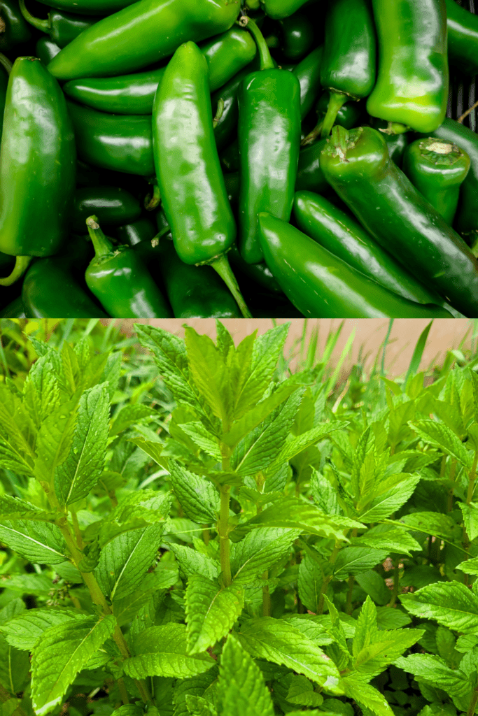 Image illustrates jalapenos and mint for jalapeno mint jelly.