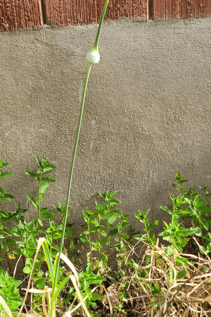 Image illustrates how to grow garlic and signs of harvesting.