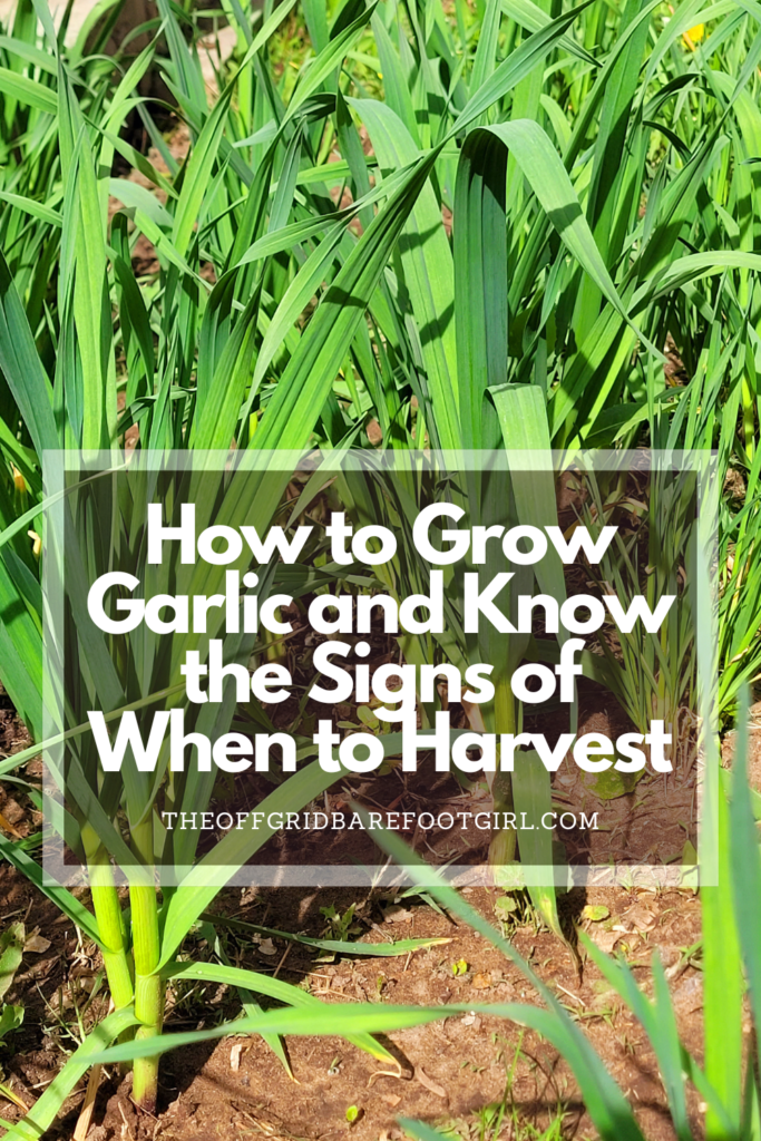 Image illustrates a Pinterest pin of how to grow garlic.