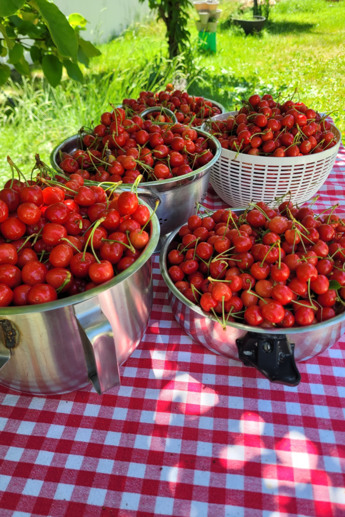 Image illustrates harvested cherries.