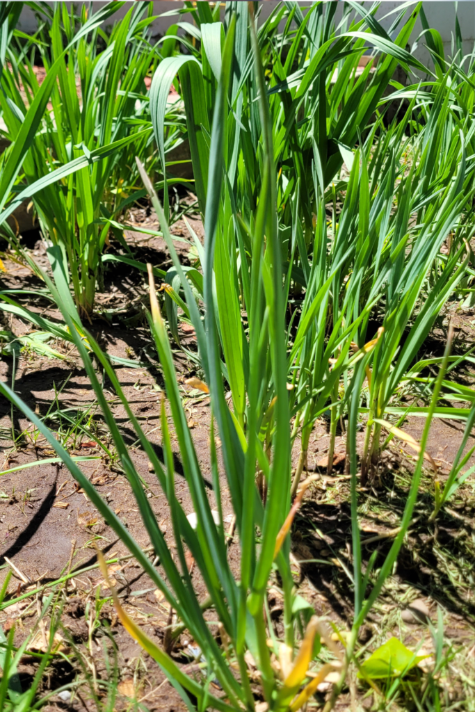 Image illustrates garlic for how to grow garlic.