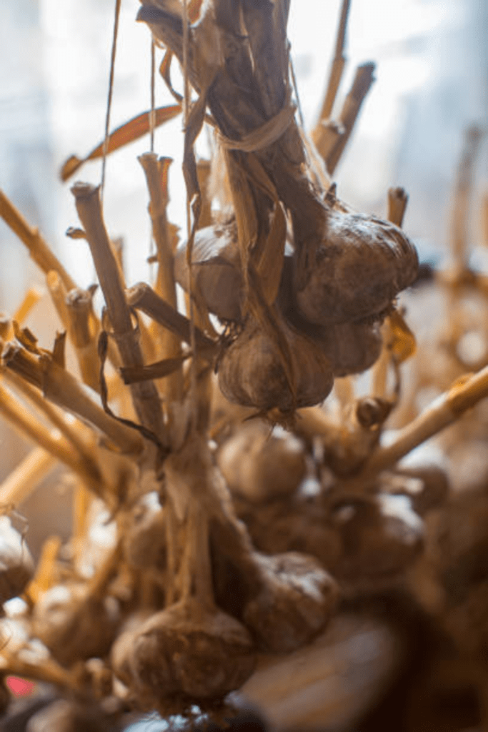Image illustrates garlic curing.