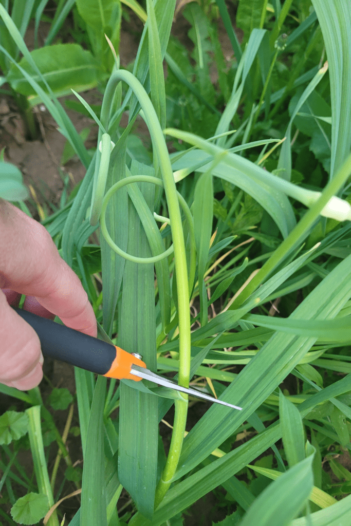 Image illustrates garlic scapes.