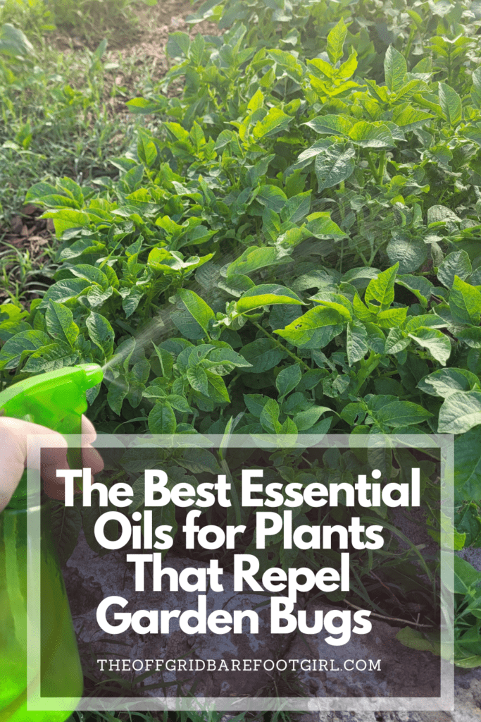 Image illustrates a Pinterest pin for essential oils for plants.