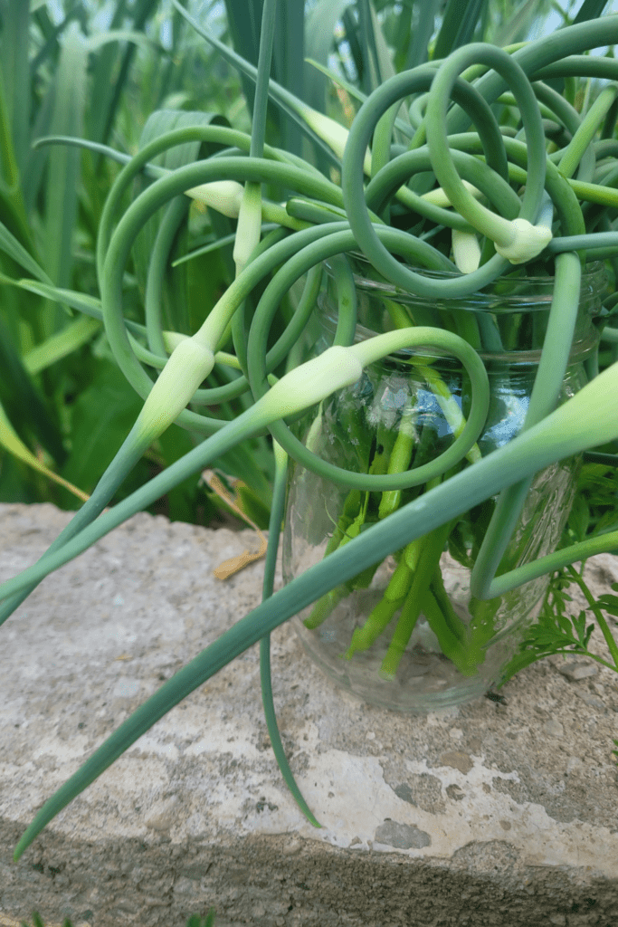 Image illustrates garlic scapes.