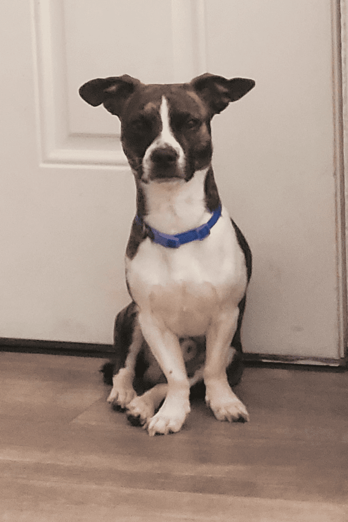 Image illustrates a small dog by the door.