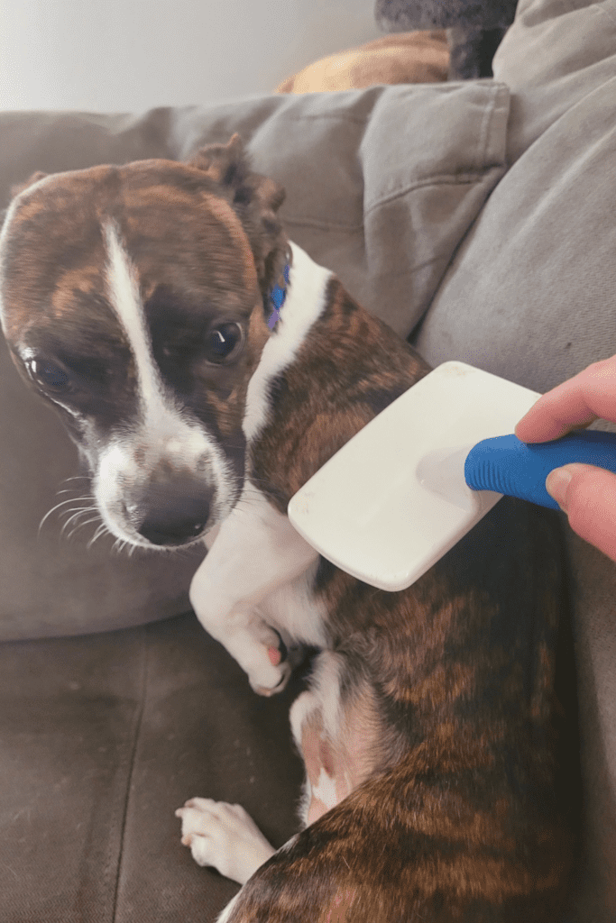 Image illustrates a small dog getting brushed. 