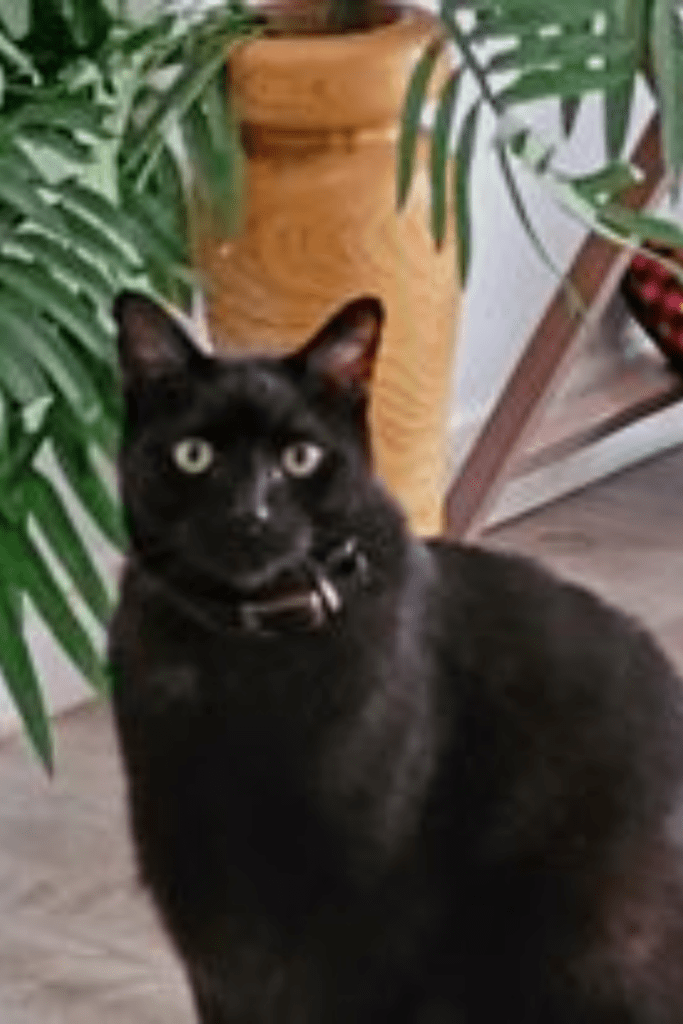 Image illustrates a black cat.
