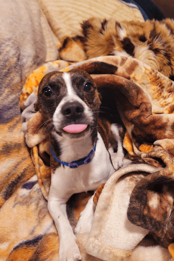 Image illustrates a small dog in a blanket.