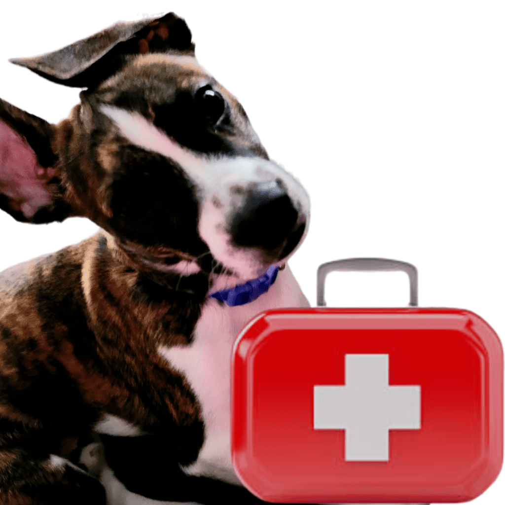 Image illustrates survival emergency kit for pets. 