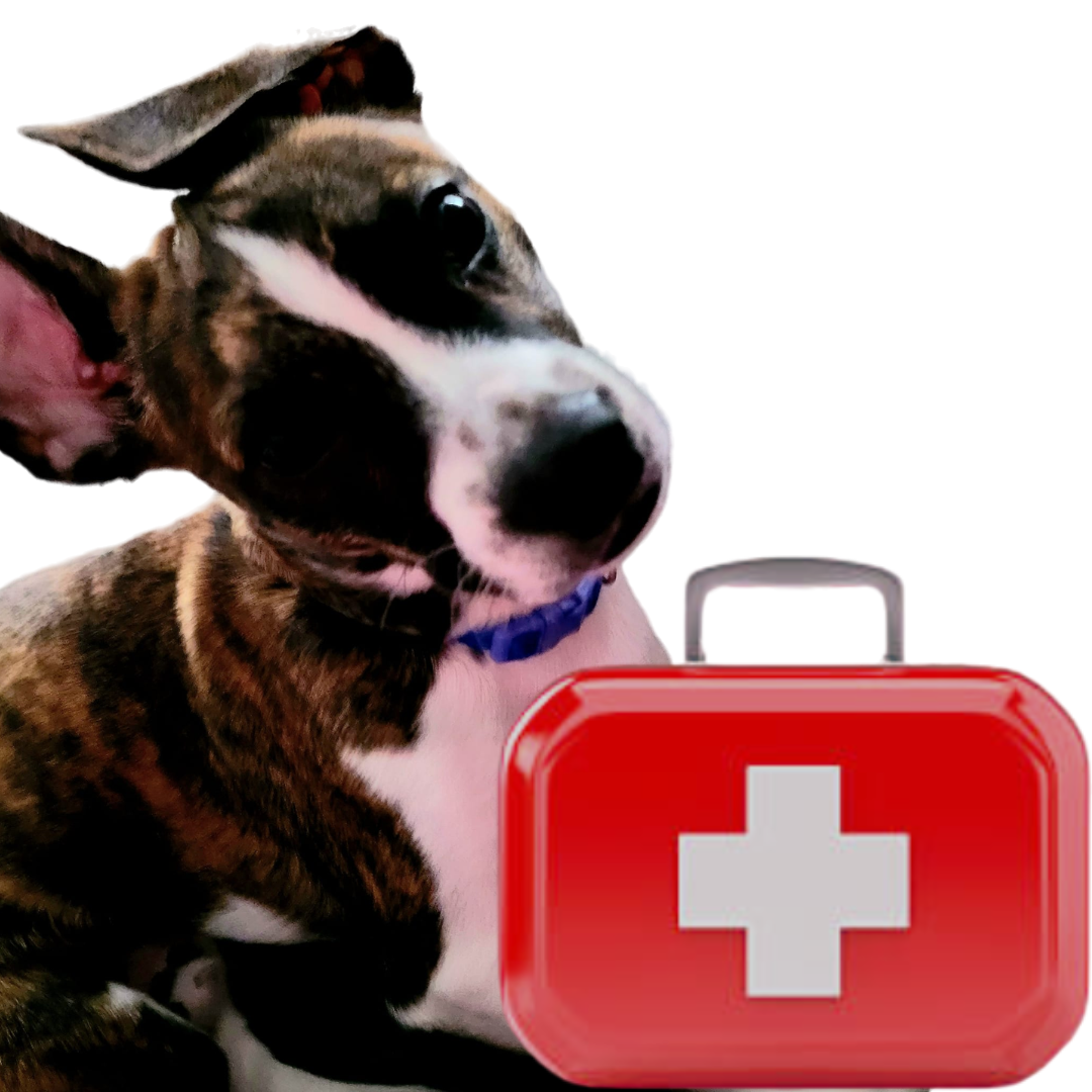 Image illustrates a survival equipment kit for pets.